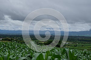 Corn in the rainy season with little sunlight, affects the growth of corn