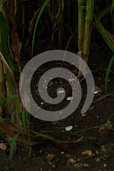 Corn in the rainy season with little sunlight, affects the growth of corn