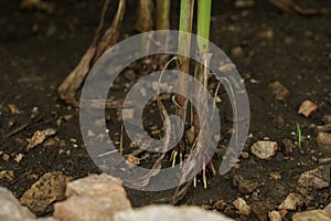 Corn in the rainy season with little sunlight, affects the growth of corn