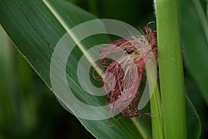 Corn in the rainy season with little sunlight, affects the growth of corn