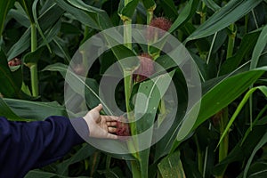 Corn in the rainy season with little sunlight, affects the growth of corn