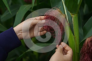 Corn in the rainy season with little sunlight, affects the growth of corn