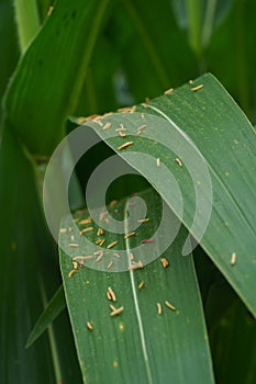 Corn in the rainy season with little sunlight, affects the growth of corn