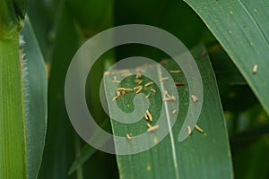 Corn in the rainy season with little sunlight, affects the growth of corn