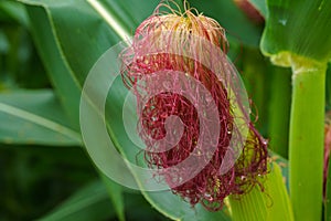 Corn in the rainy season with little sunlight, affects the growth of corn