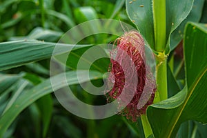 Corn in the rainy season with little sunlight, affects the growth of corn