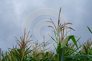 Corn in the rainy season with little sunlight, affects the growth of corn