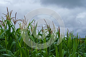 Corn in the rainy season with little sunlight, affects the growth of corn