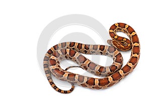 Corn rat snake isolated on white background
