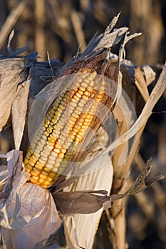 Corn ready for harvest