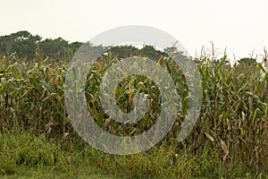 Corn ready for harvest.Corn field in the evening. Dry corn.Landscape view of Manitoba agriculture corn field.Sweet dry farm field