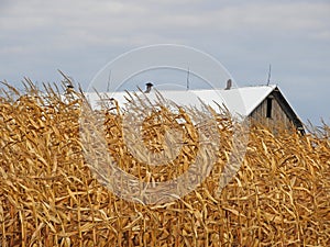 Corn ready to harvest on FingerLakes farm field