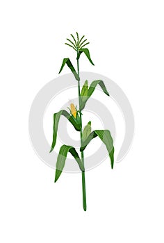 Corn Realistic Illustration