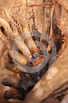 Corn root on the edge of the garden