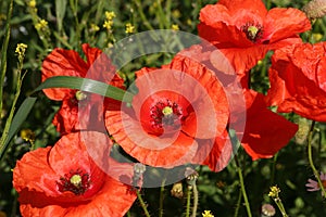 Corn rose (Papaver rhoeas)