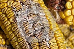 Corn rot