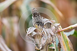 Corn rot disease