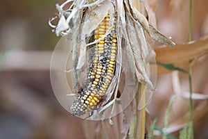 Corn rot disease