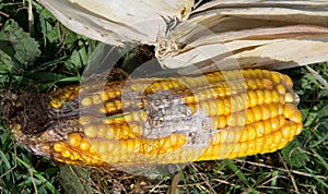 Corn rot