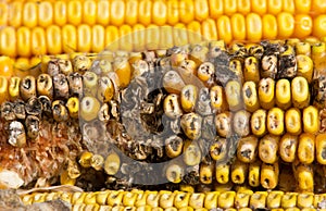 Corn rot photo