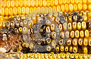 Corn rot