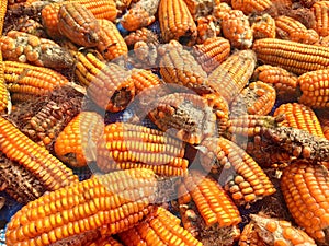 Corn rot,The fungi A. flavus and A. parasiticus producer of mycotoxin in corn used for food and animal feed in storage