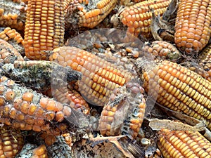 Corn rot,The fungi A. flavus and A. parasiticus producer of mycotoxin in corn used for food and animal feed in storage