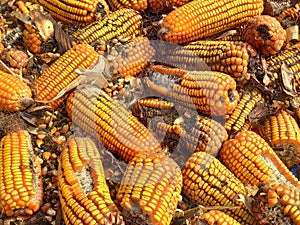 Corn rot,The fungi A. flavus and A. parasiticus producer of mycotoxin in corn used for food and animal feed in storage