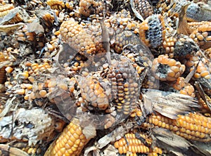 Corn rot,The fungi A. flavus and A. parasiticus producer of mycotoxin in corn used for food and animal feed in storage