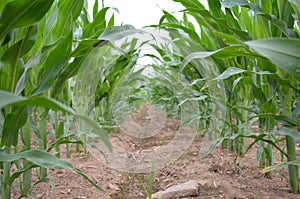 Corn row