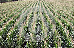 Corn Rows