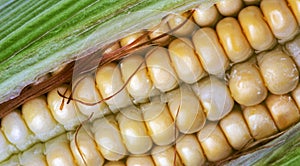 Corn rows closeup photo