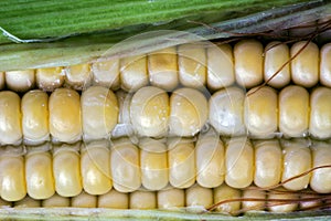 Corn rows closeup photo