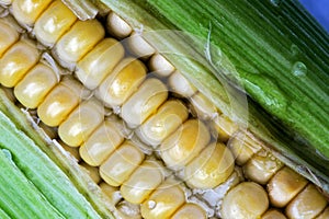 Corn rows closeup photo