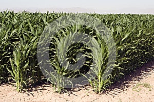 Corn rows of dry dusty desert farm