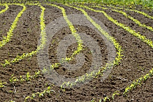 Corn rows