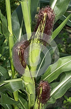 Corn runaways.