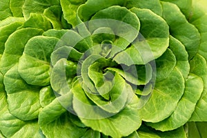 Corn salad, green lettuce leaves background