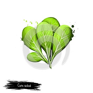 Corn salad isolated on white. Digital art illustration valerianella locusta leaf vegetable of green color. Common cornsalad, lamb