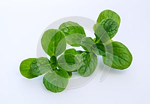 Corn salad isolated on white - Valerianella locusta