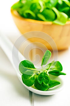 Corn salad, lamb's lettuce