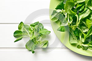 Corn salad, lamb's lettuce