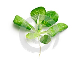 Corn salad, lamb's lettuce