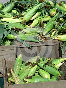 Corn for Sale