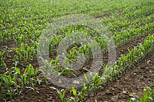 Corn saplings are grown from seeds in fertile soil.