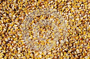 Corn seed