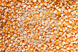 Corn seed