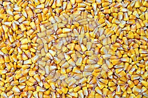 Corn seed, agriculture background