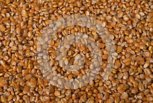 Corn seed background , Agricultural production