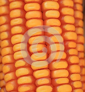 corn seed background